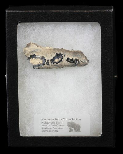 Mammoth Molar Slice - South Carolina #44080